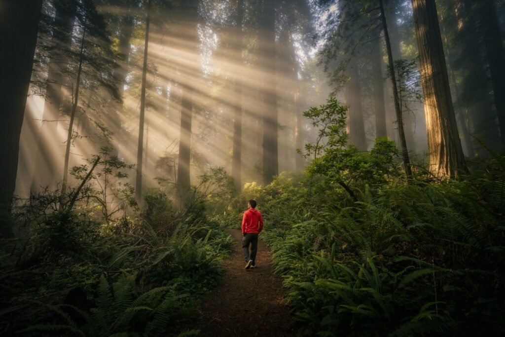 A lone runner moving along a wooded trail in early morning light