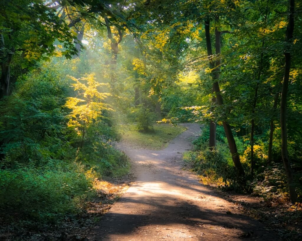 A person walking alone along a tree-lined path in soft early morning light